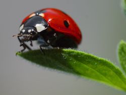 Ladybird on a leaf