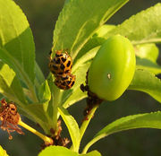 Ladybirds Mating