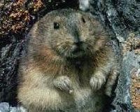 A lemming