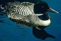 Great Northern Diveror Common Loon