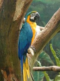 Blue-and-yellow Macaw