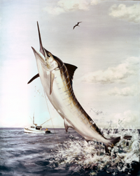 Striped marlin