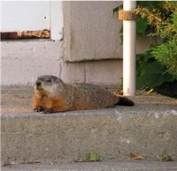 Groundhog, Marmota monax