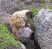 A Hoary Marmot in Mt. Rainier National Park