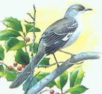Northern Mockingbird