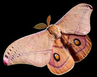 Emperor Gum Moth