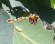 A moth caterpillar eating a leaf