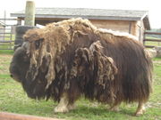 A molting musk ox