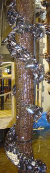 Bouchots are vertical pilings planted at sea for growing mussels. Here, bouchots are demonstrated at an agriculture salon.