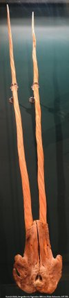 Two narwhal tusks from the same animal. Double tusks are unusual.