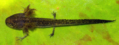 Smooth newt larva