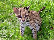 An ocelot kitten