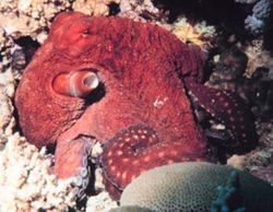 Big Blue Octopus (Octopus cyanea)