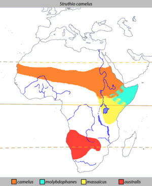 The distribution of ostriches in Africa