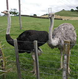 Male and female ostriches on a farm in New Zealand
