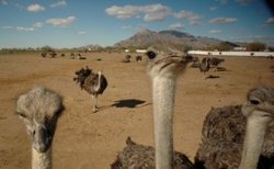 Ostrich farm between Phoenix and Tucson, Arizona