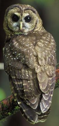 Spotted Owl