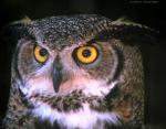 A Horned Owl