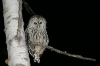 A Barred Owl.