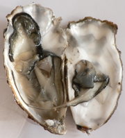 Crassostrea gigas, Marennes-Ol&eacute;ron, opened