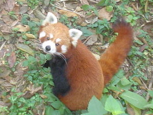 A Red Panda at the Darjiling Zoom zoo.