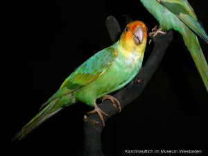 Mounted specimen of Conuropsis carolinensis, Museum Wiesbaden, Germany