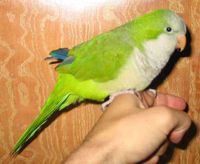 Domesticated female Monk Parakeet