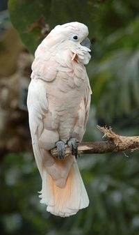 Moluccan Cockatoo