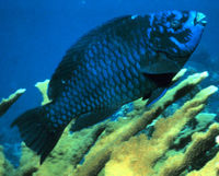 Midnight parrotfish (Scarus coelestinus)
