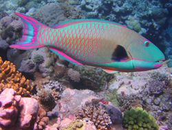 Bicolor parrotfish (Cetoscarus bicolor)