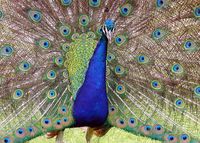 Detail of an Indian Peacock&rsquo;s display