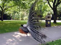 Side view of an Indian Peacock&rsquo;s display