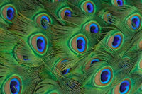 Closeup of a peacock's tailfeathers