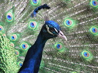 Closeup of peacock's head