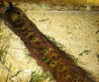 When it is not in display, the long train rests on the ground and hampers the movements of the peacock