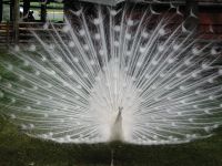 The White Peacock is frequently mistaken for an albino, but it is a colour mutant