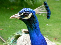 A peacock head