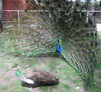 A Peacock attempts to court with a Peahen