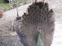 A Peahen showing her plumage
