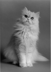 A white Persian