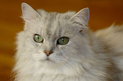 Silver Chinchilla Persian