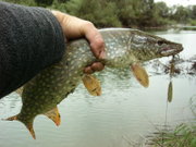 E. lucius caught by an angler in the river Dr&aacute;va, Hungary.