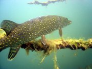 Northern Pike Straussee at Strausberg