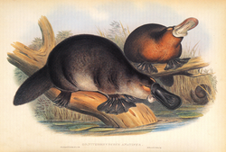 A 19th-century illustration of a platypus