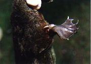 Calcaneous spur 