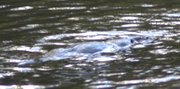 The platypus is very hard to spot even on the surface of a river &mdash; and they tend to dive back in promptly.