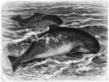 Phocoena phocoena, Harbour Porpoise