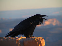Common Raven at  Bryce Canyon National Park, USA