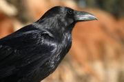  A Raven in Bryce Canyon, Utah, USA.