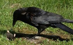 A Raven stands over a mole that it has killed.